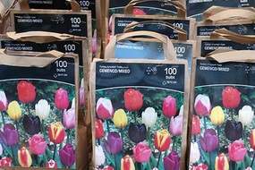 Packs of bulbs
